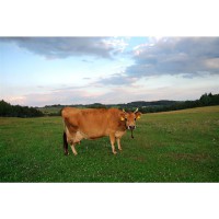 100% Grass Fed Whey 900 g natural